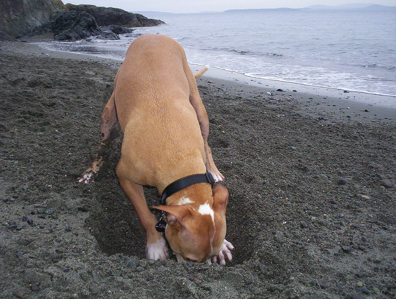 Cute dog digging in the sand.