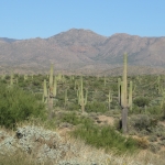 Sonoran Desert PHOTO Ken Lund