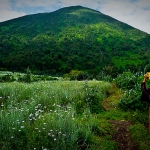 Virunga