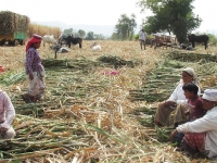 sugar Maharashtra