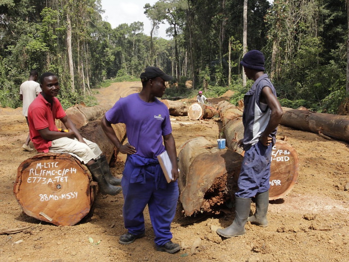 Blue Carbon Buys Up Rights to Control Forest Lands Across Africa ...
